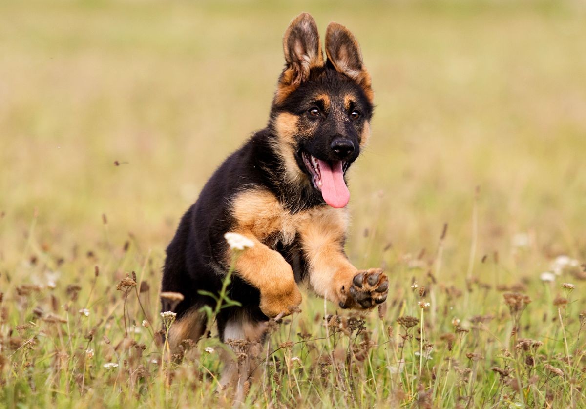 Puppy Socialization